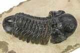 Reedops Trilobite With Partial Zlichovaspis - Atchana, Morocco #273062-2